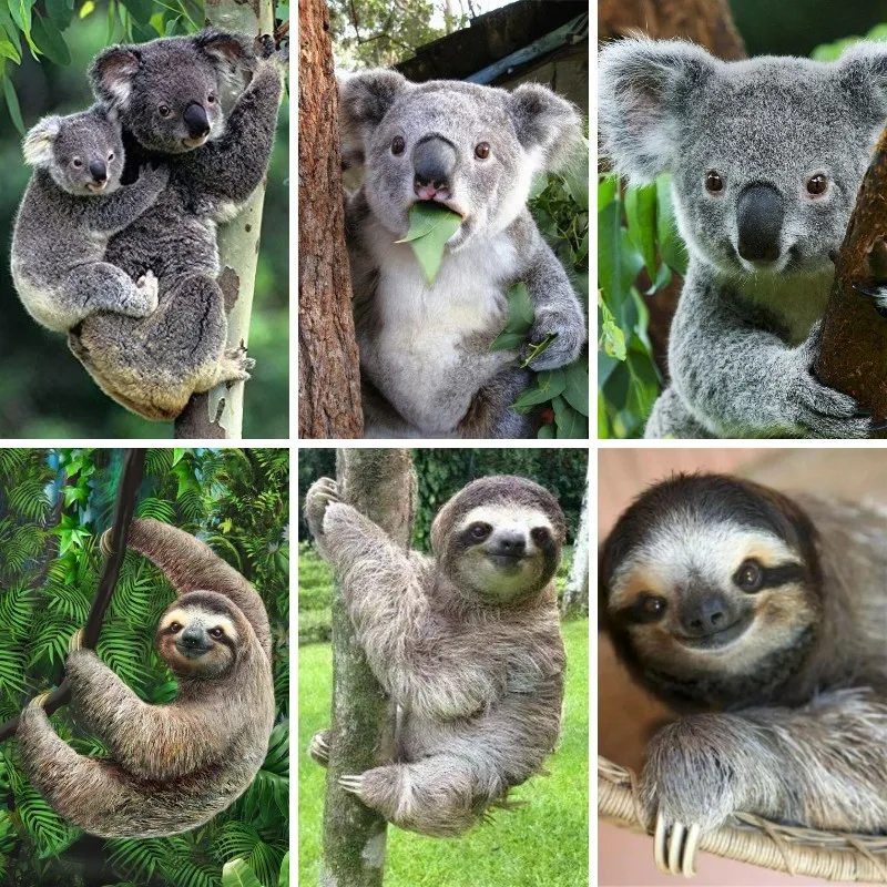 Embroidery In Australia - 5D Diamond Painting Sloth Koala Australia